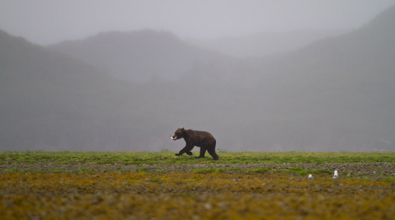 Grizzly Bear In Mist